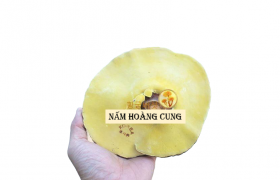 NẤM LINH CHI VÀNG CHANH HOÀNG CUNG HÀN QUỐC